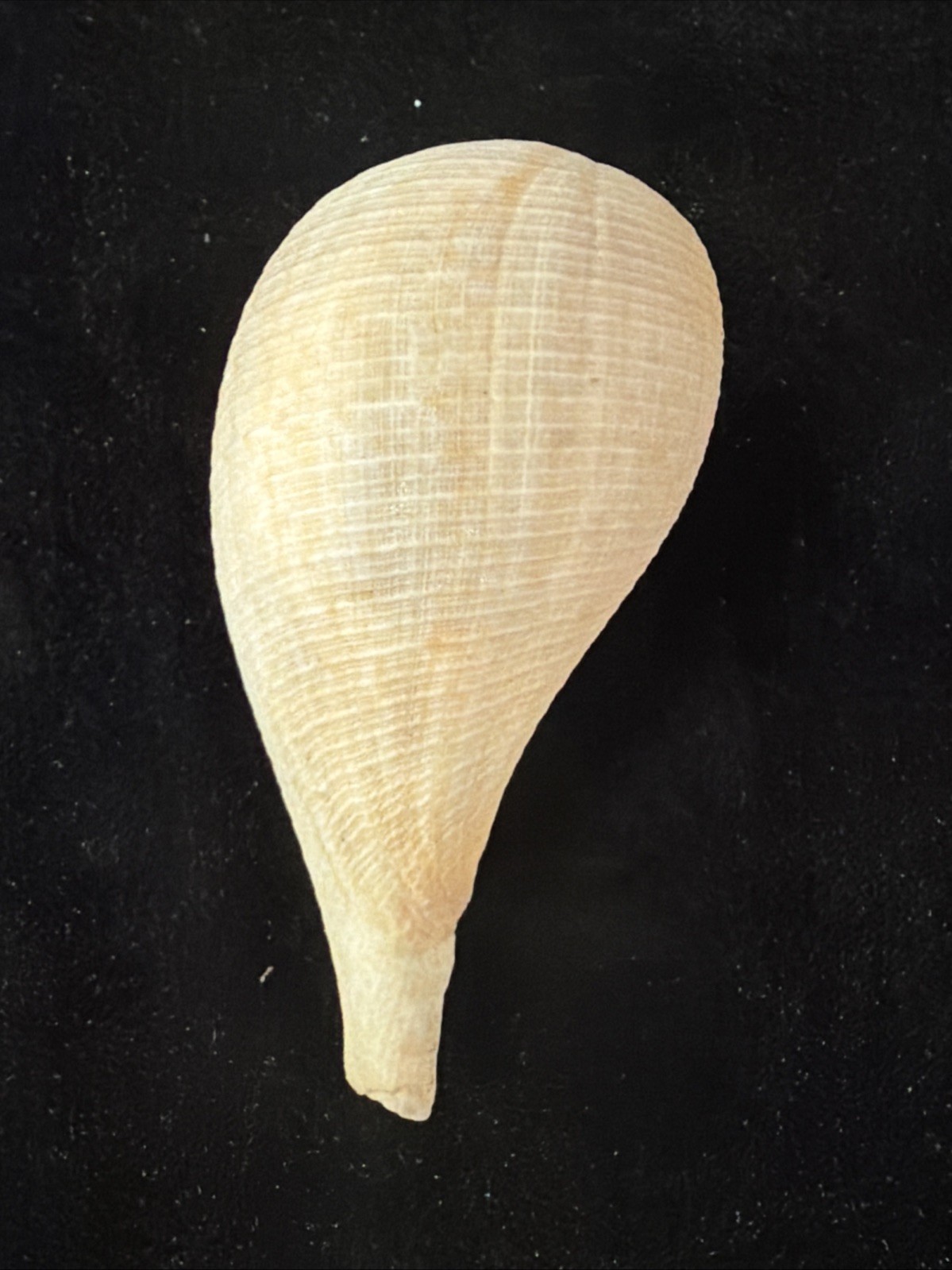 Banded Tulip, Fig Shell, & Dosinia Clam Shell Fl 1980 (S554)