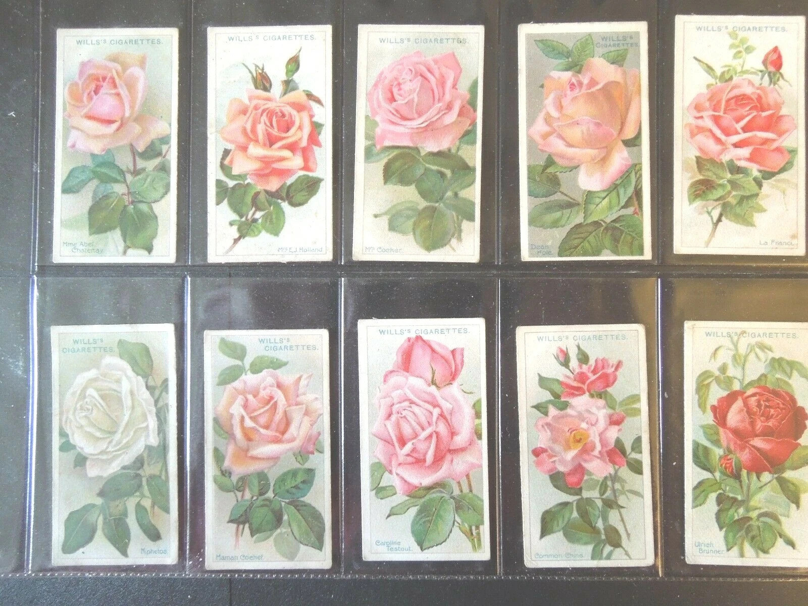 1912 W.D. & H.O. WILLS ROSES 50 TOBACCO CARD SET EXCELLENT