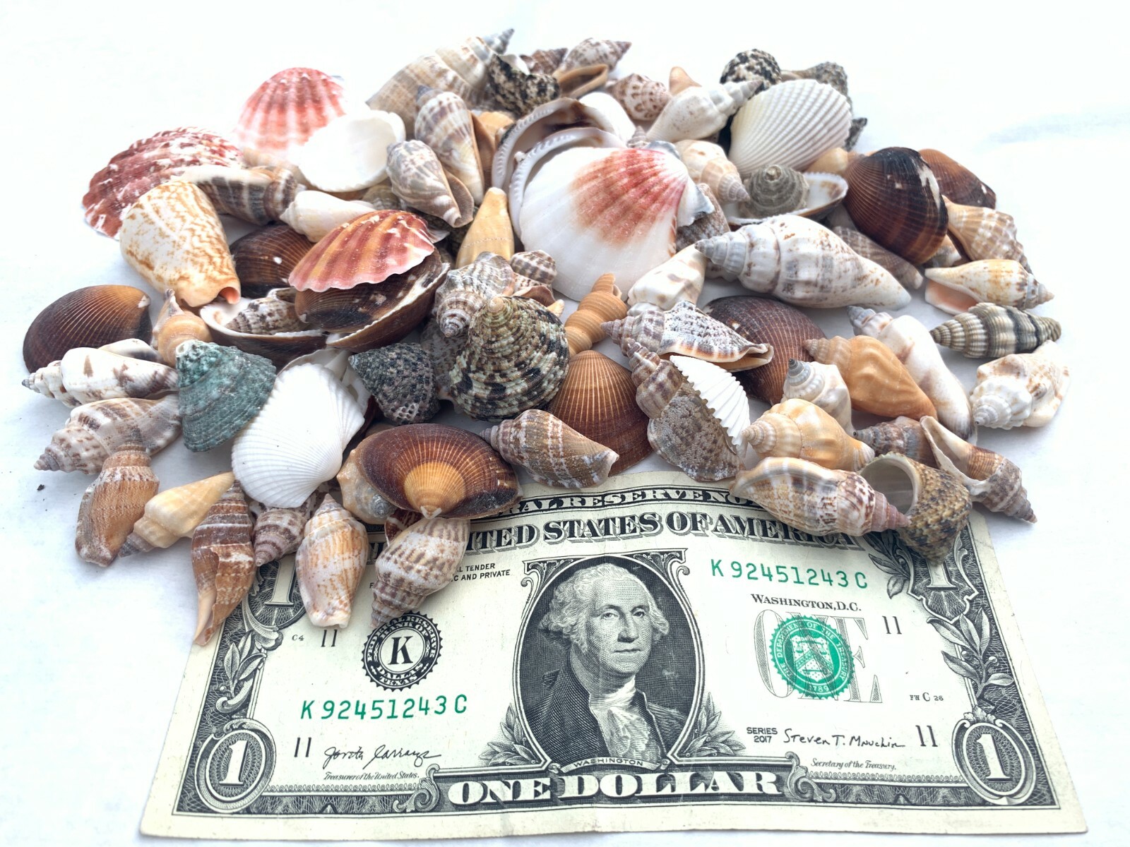 Medium Mixed Seashells Sea Shells Best Price US Seller FREE Ship!