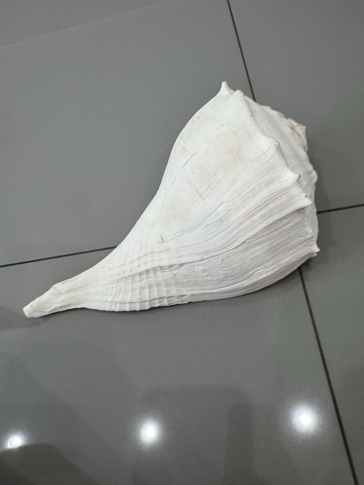 Large Florida ~Lightning Whelk Hand Collected Shell Excellent X