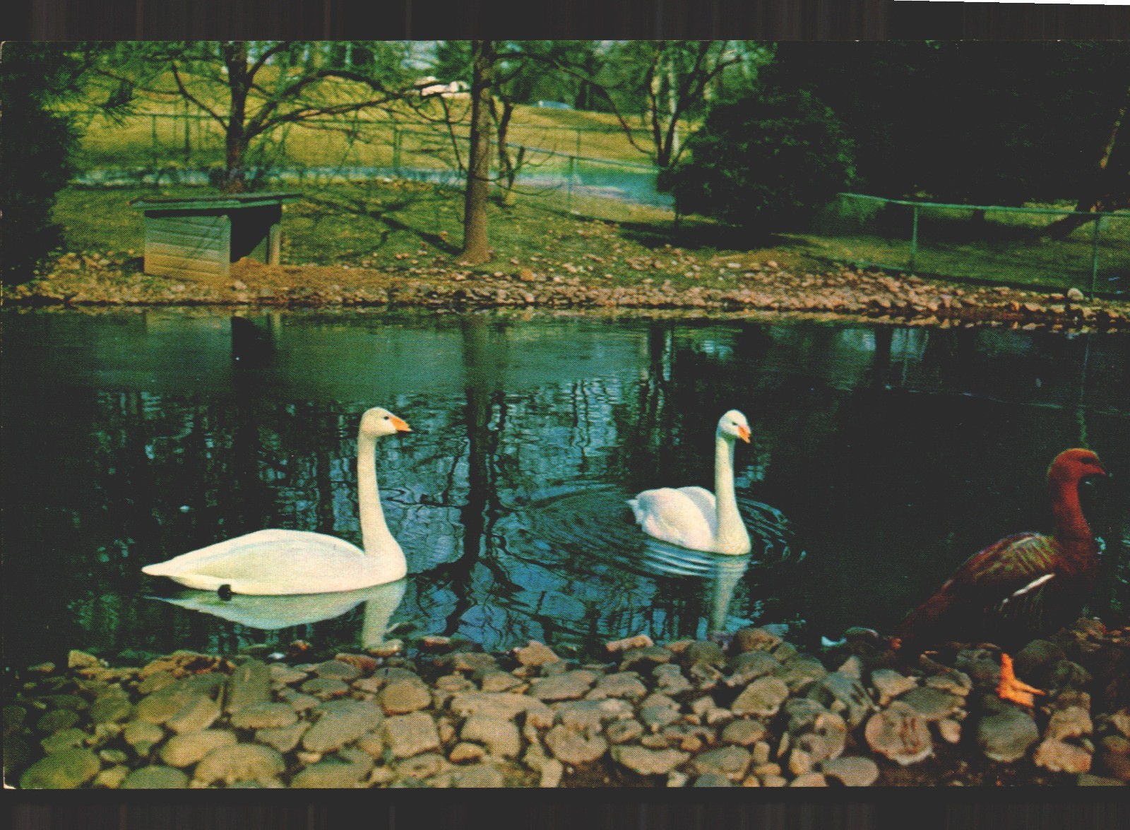 Unposted Whooper swans Washington DC National Zoo Chrome Postcard Vtg