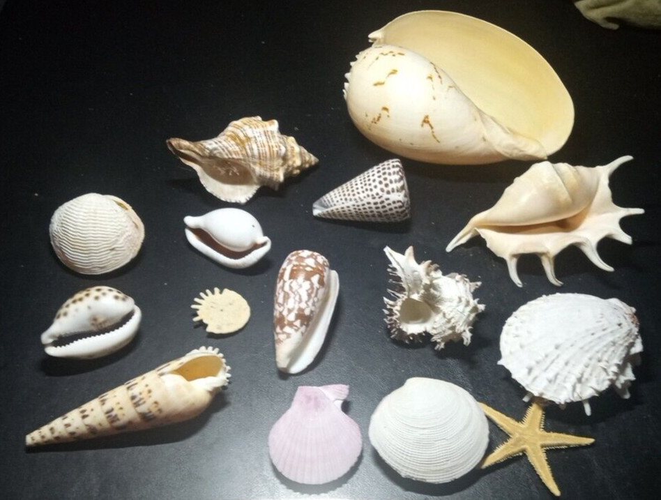 Natural Beach Mixed SeaShells sizes range from approximately 1″ to 7″