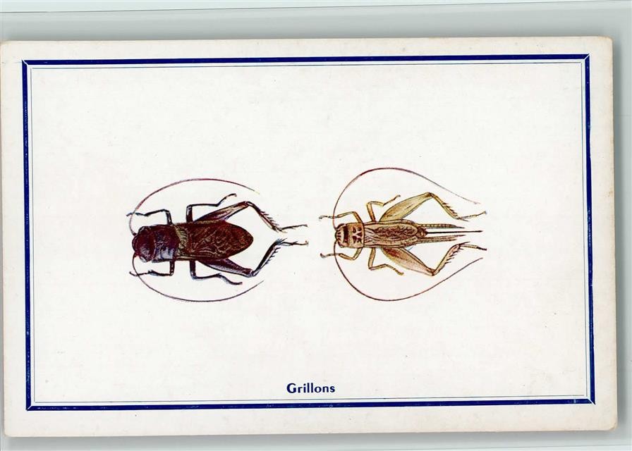 12093015 – Grillons Insect