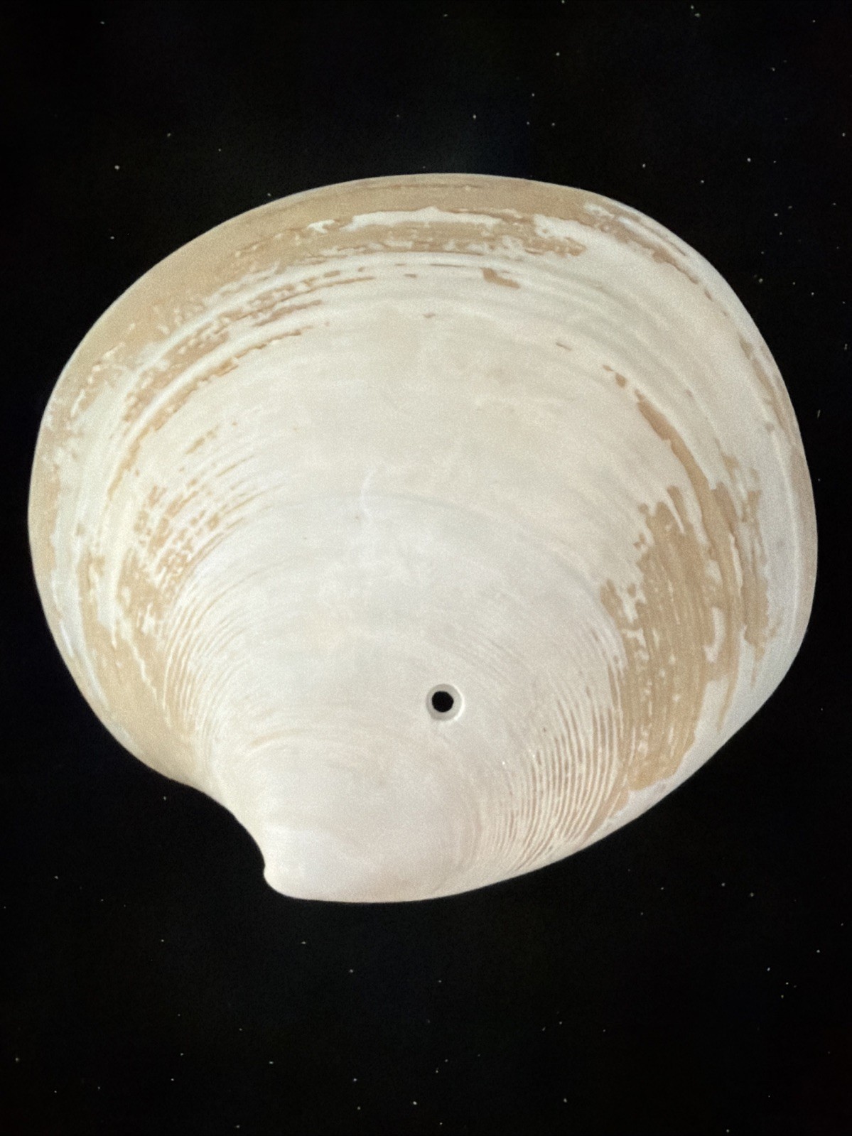 Banded Tulip, Fig Shell, & Dosinia Clam Shell Fl 1980 (S554)