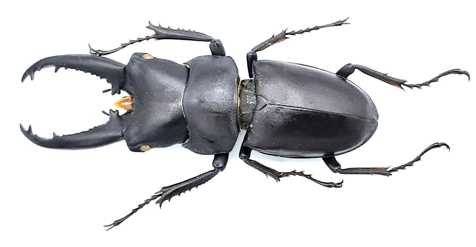 Lucanidae, Prosopocoilus (Epidorcus) tonkinensis, A1, 46+ mm, Hainan, #LP801
