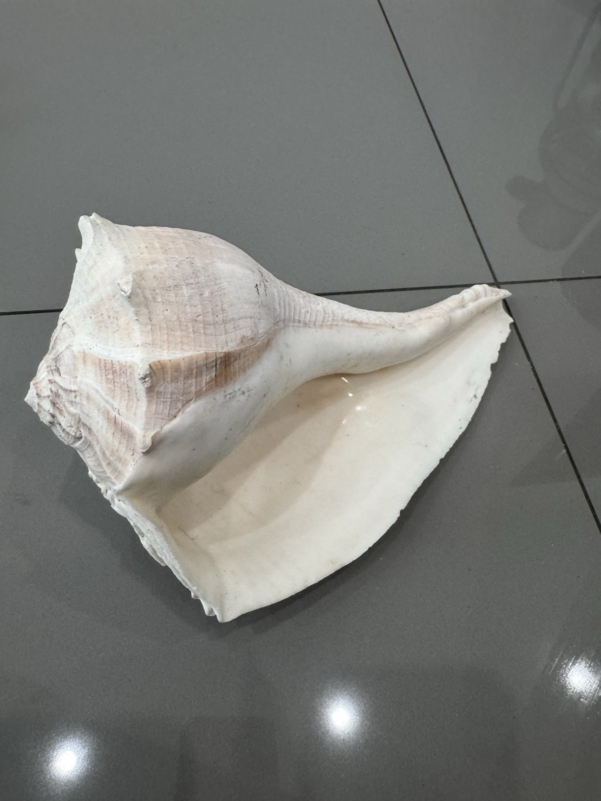 Large Florida ~Lightning Whelk Hand Collected Shell Excellent X1