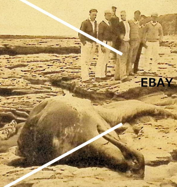 1925 RPPC Postcard Sea Monster Bairds Beaked Whale Santa Cruz CA Beach People BW