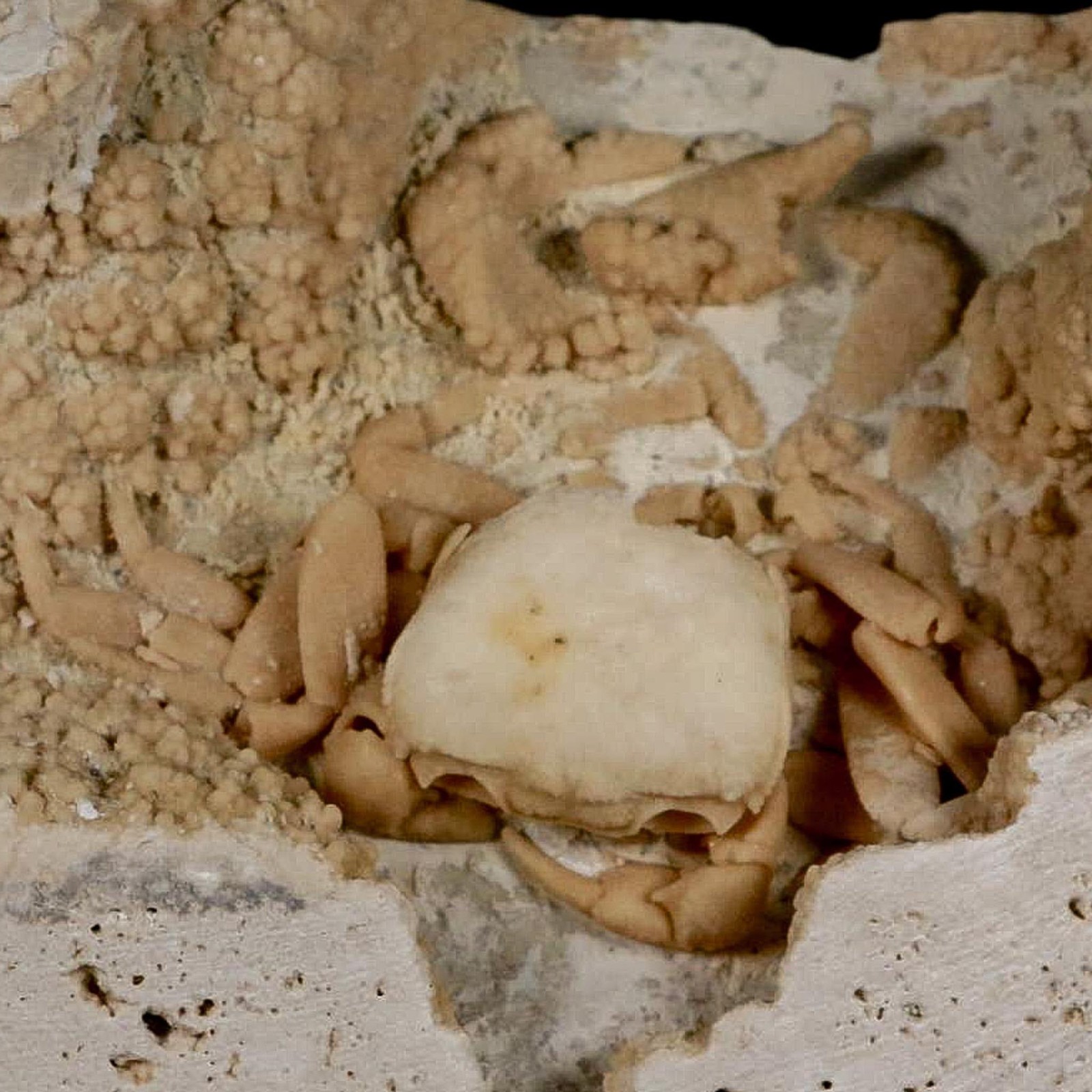 2.7″ Potaman Sp Fossil Freshwater Crab In Travertine Denizli Basin Southwest