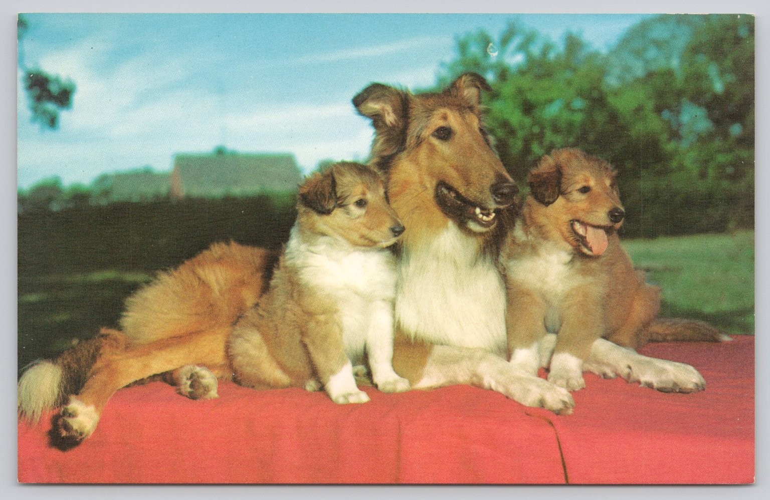 Vintage Collies Dog Postcard by Alfred Mainzer Photochrome 1939-Now