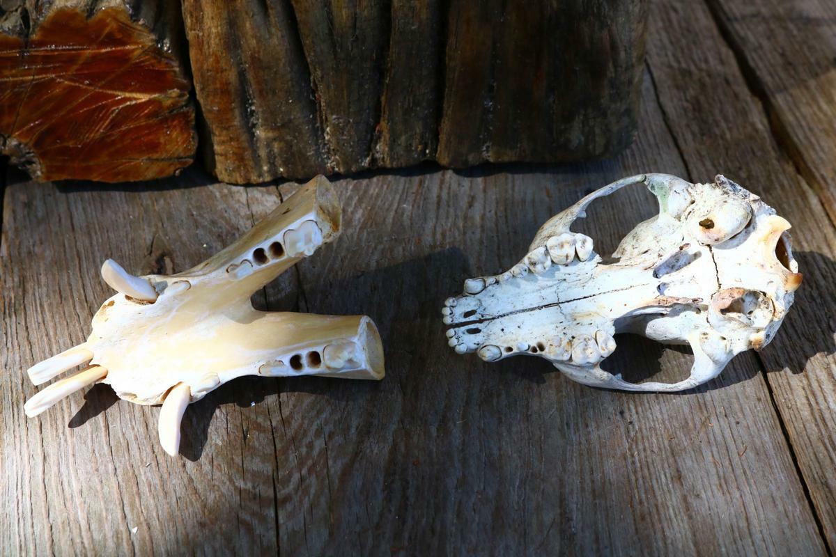Vintage Skull Bones Haunting Project Teeth Lot1 Estate Haunting Unusual Weird GQ