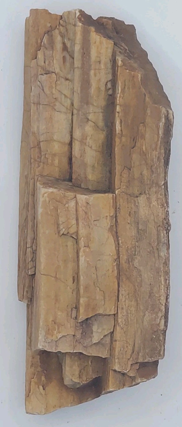 Utah Petrified Wood 1/2lb Branch Bark Wood Grain 4 1/2″ ×2″× 1 1/2″ UV+ Display