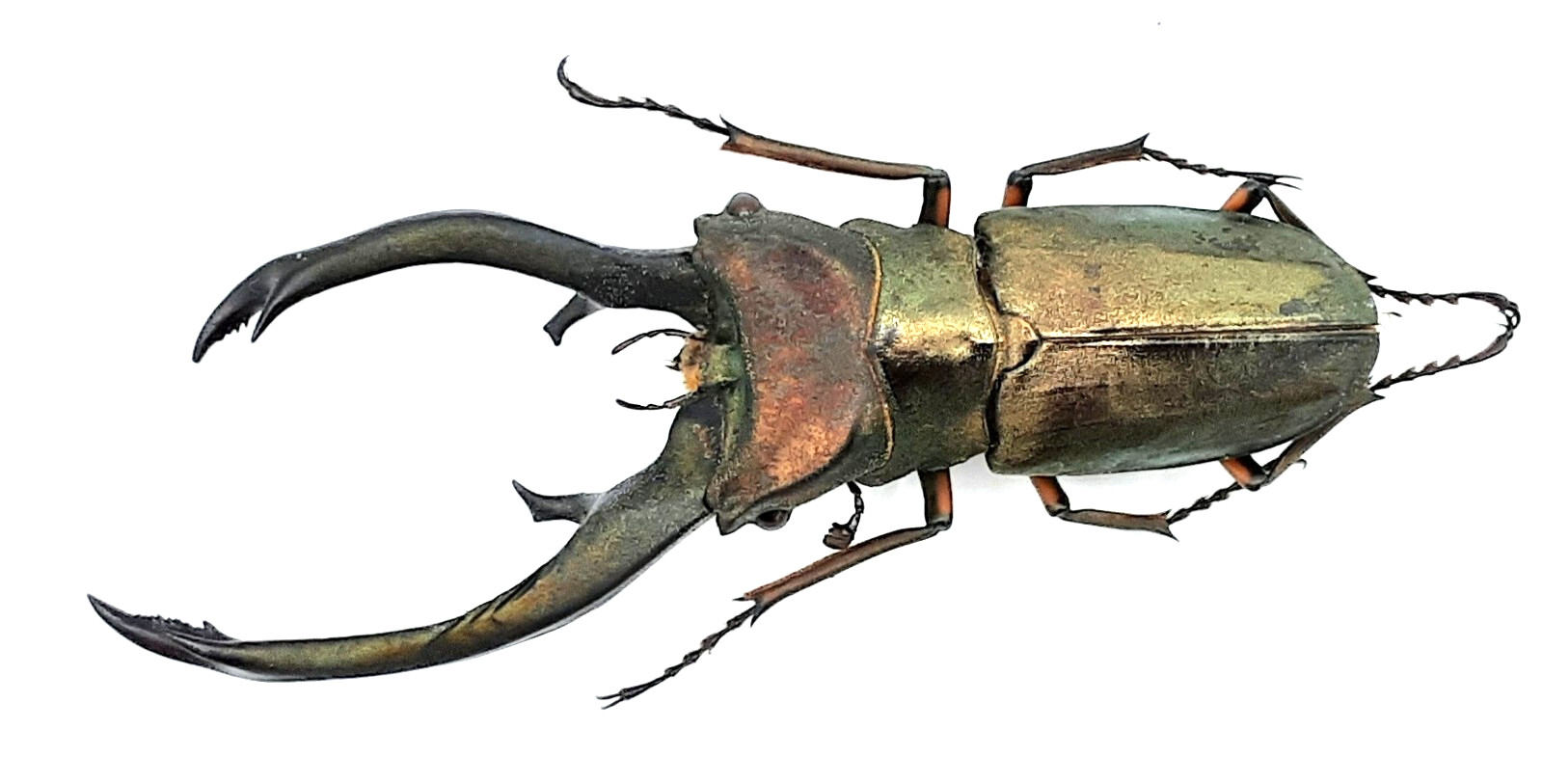 Lucanidae, Cyclommatus Truncatus, Special Mandibles, 72+/80mm, Sumatra, #LC138