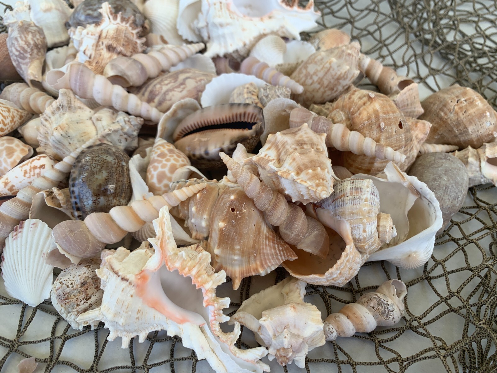Large Beautiful Seashells Sea Shells Best Value & Price FREE Ship! US Seller!
