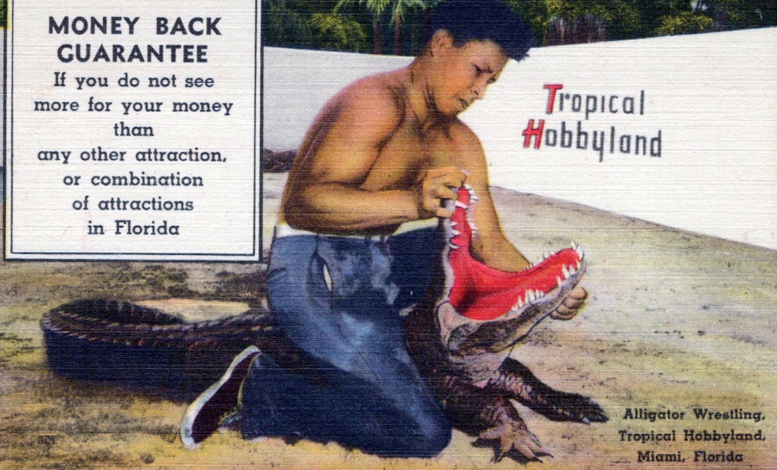 Money Back Tropical Hobbyland Alligator Wrestle Miami FL Vintage Linen Post Card