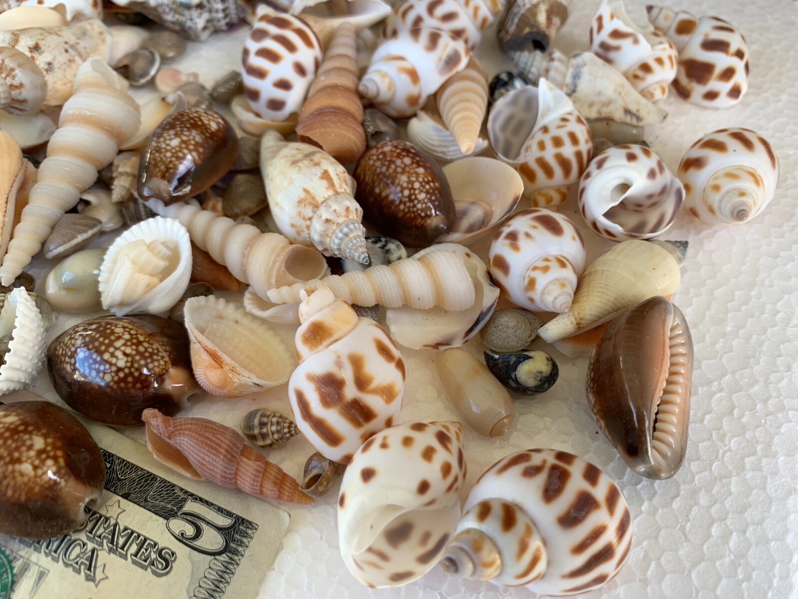 Assorted Mixed Seashells Sea Shells Best Price US Seller FREE Ship!