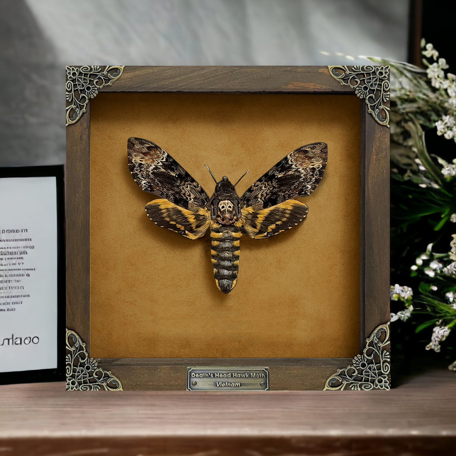 Framed Real Death’s Head Moth – Acherontia Skull Taxidermy Insect Wall Art Decor
