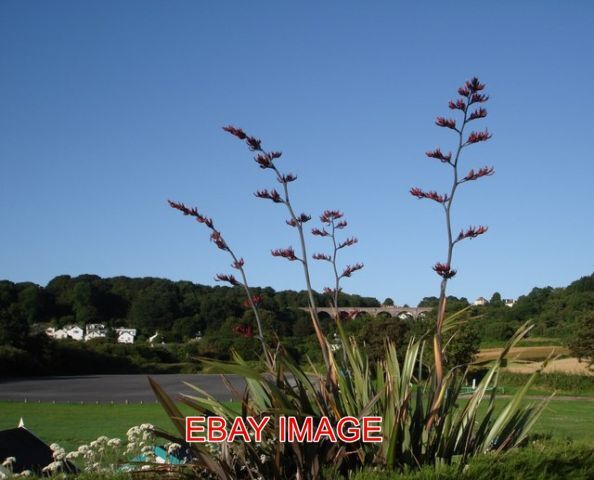 PHOTO BROADSANDS BEACH PHORMIUM TENAX TORBAY THE DRAMATIC FLOWERS OF NEW ZEALAN