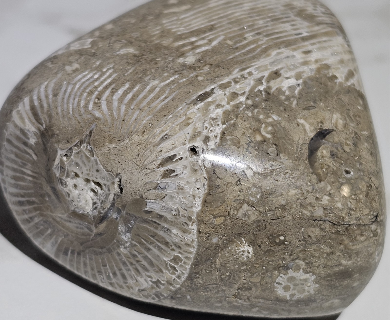 Horn Coral Fossil Rugose Coral Fossil Stone Michigan 2.5″ 4.7 Oz Polished