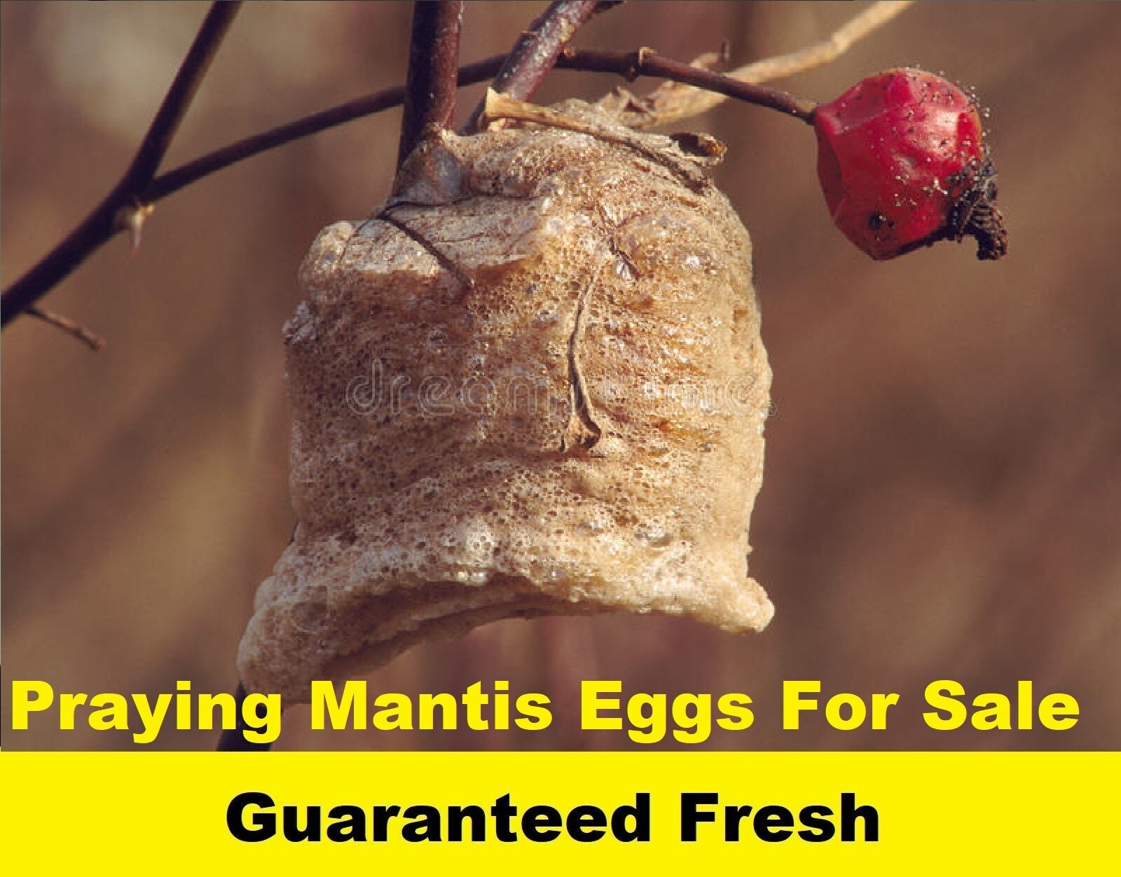 2 Praying Mantis Egg Cases + FREE HATCHING BAG 2025 Season