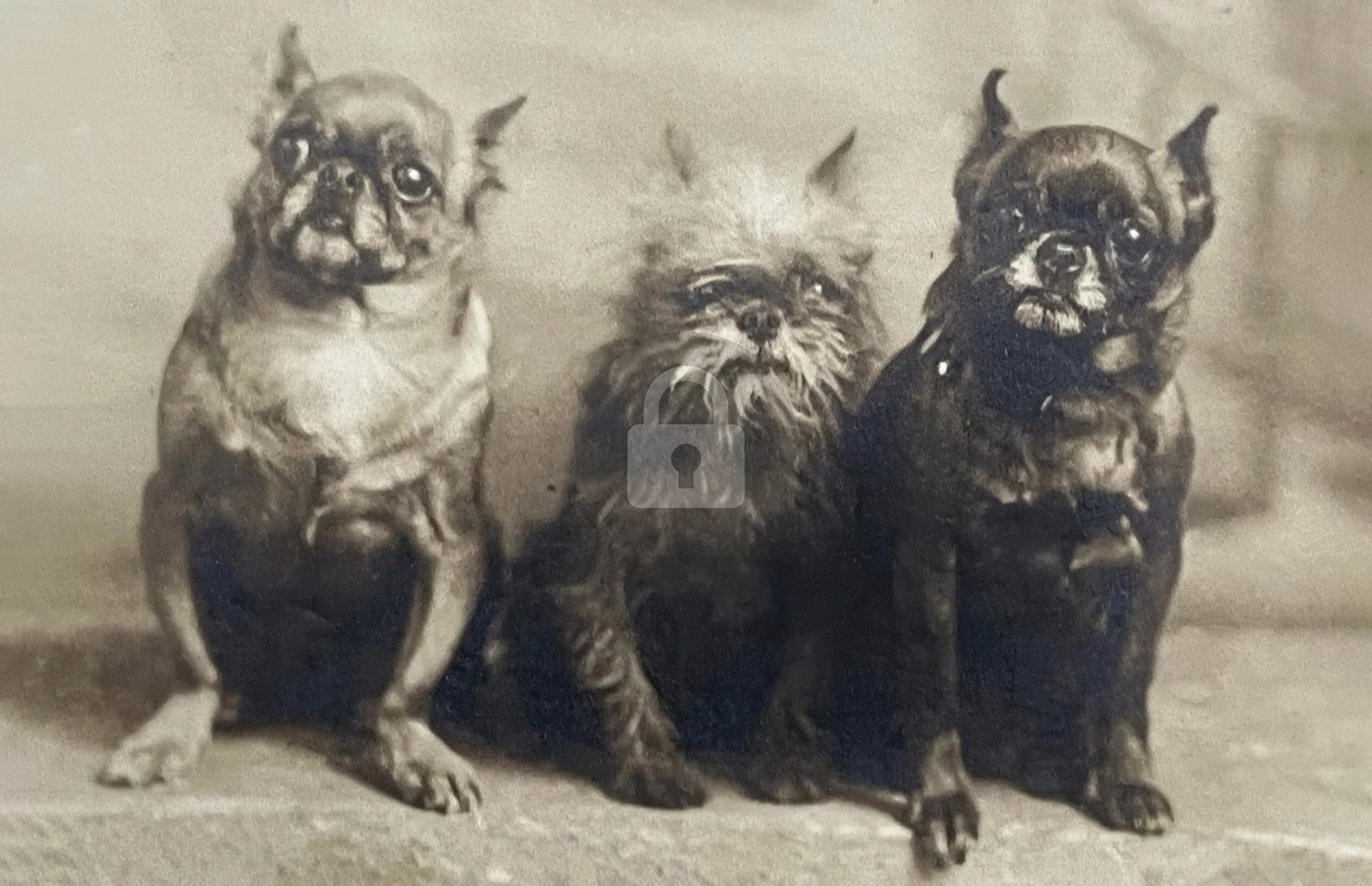 Dogs BRUSSELS GRIFFON PETIT BRABANCON Griffon Belge Old Dog RPPC Postcard COPY