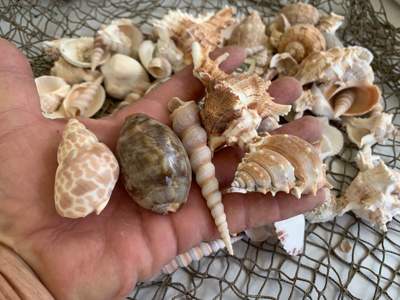 Large Beautiful Seashells Sea Shells Best Value & Price FREE Ship! US Seller!