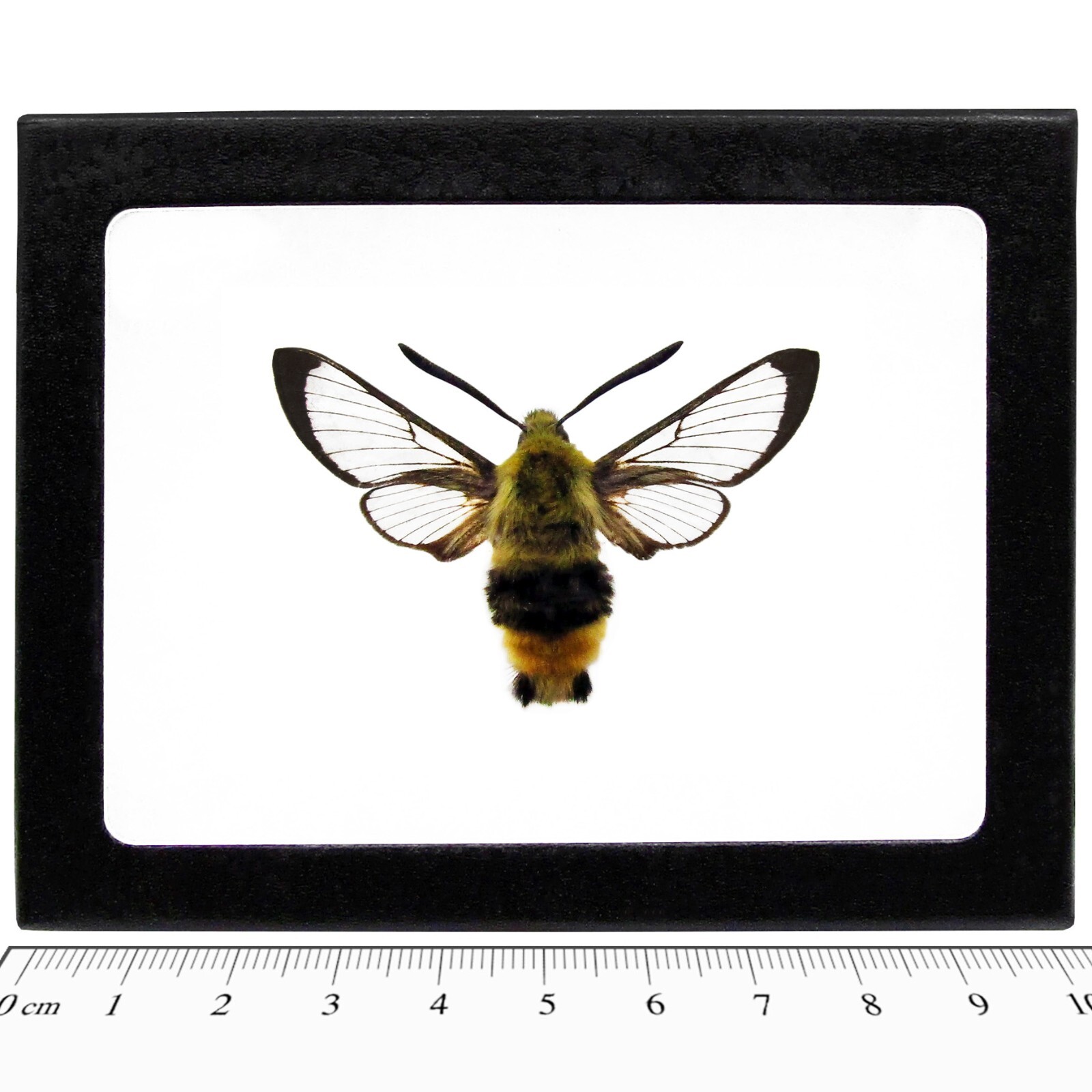 Hemaris thetis REAL FRAMED SPHINX MOTH HUMMINGBIRD MONTANA USA