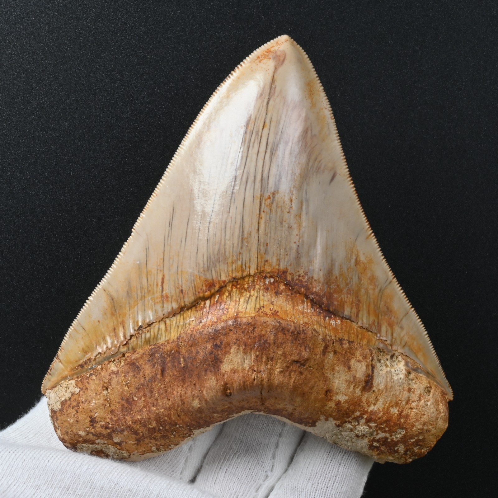 12.0 cm Megalodon Tooth Shark Fossil Shark Tooth Indonesia Java Miocene