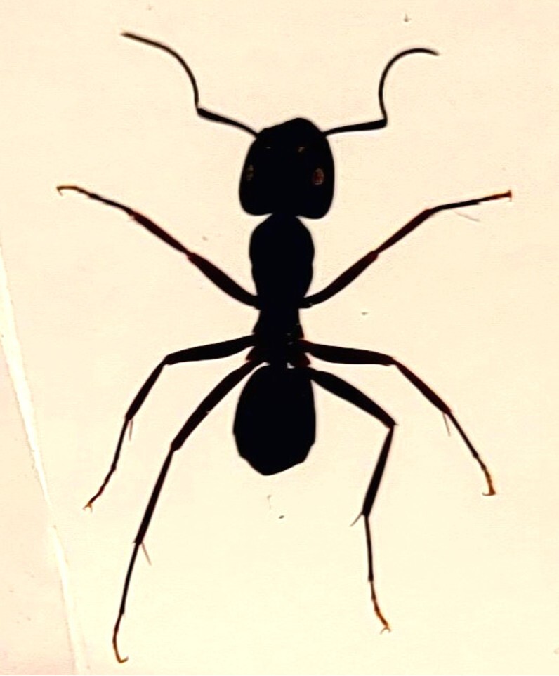 37mm Real Weaver Ant in Crystal Clear Lucite Resin Science Education Specimen