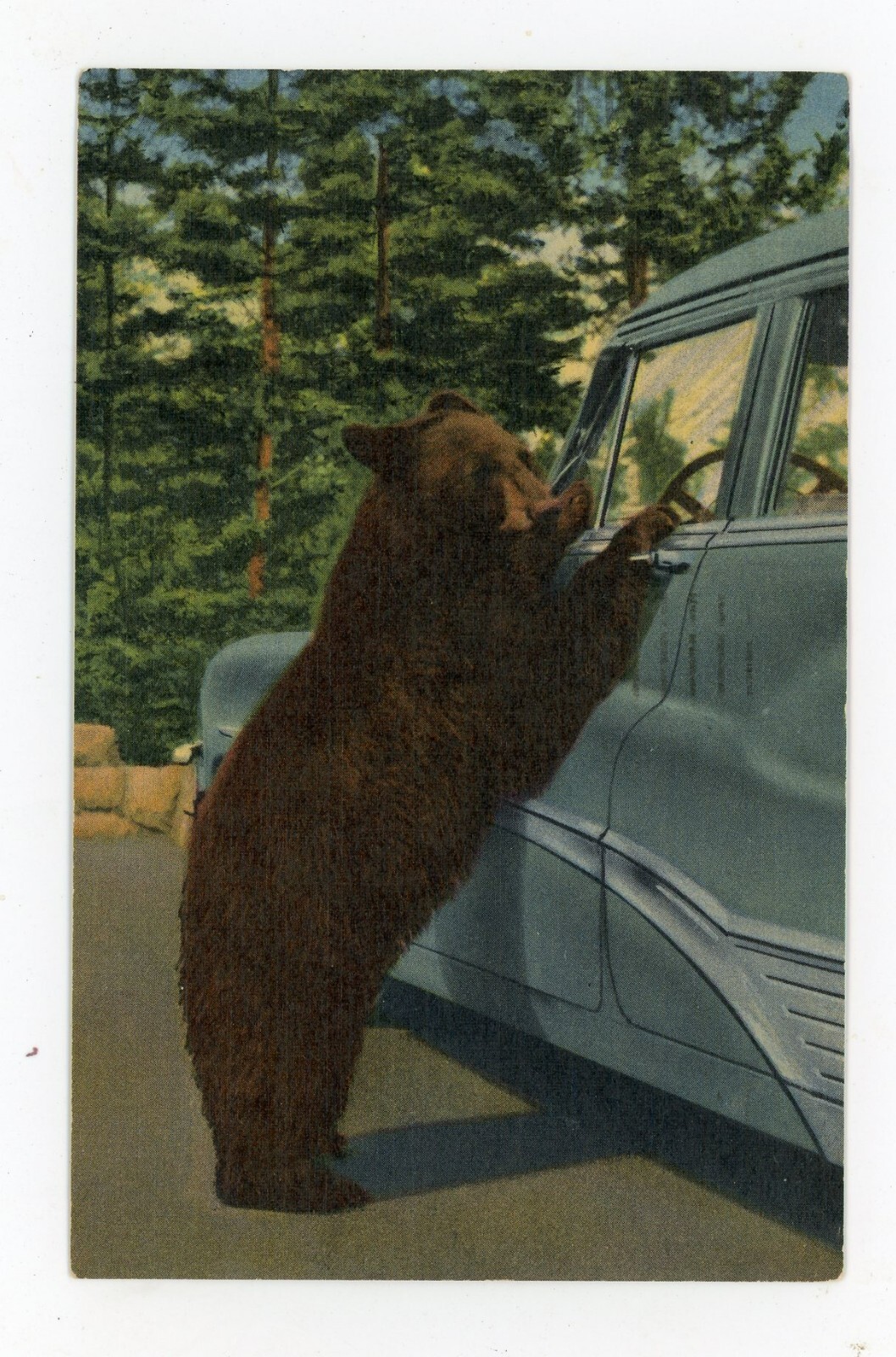 Vintage Postcard Animals Bears Holdup Yellowstone Posted Stamp 1954 Teich linen