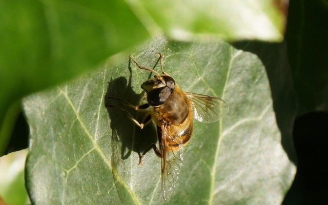 Photo 6×4 The hoverfly Eristalis tenax, Musselburgh Newhailes A stout hov c2017