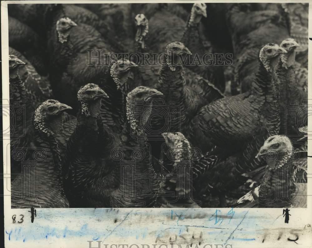 1976 Press Photo These turkeys are anticipating Thanksgiving. – noc73502