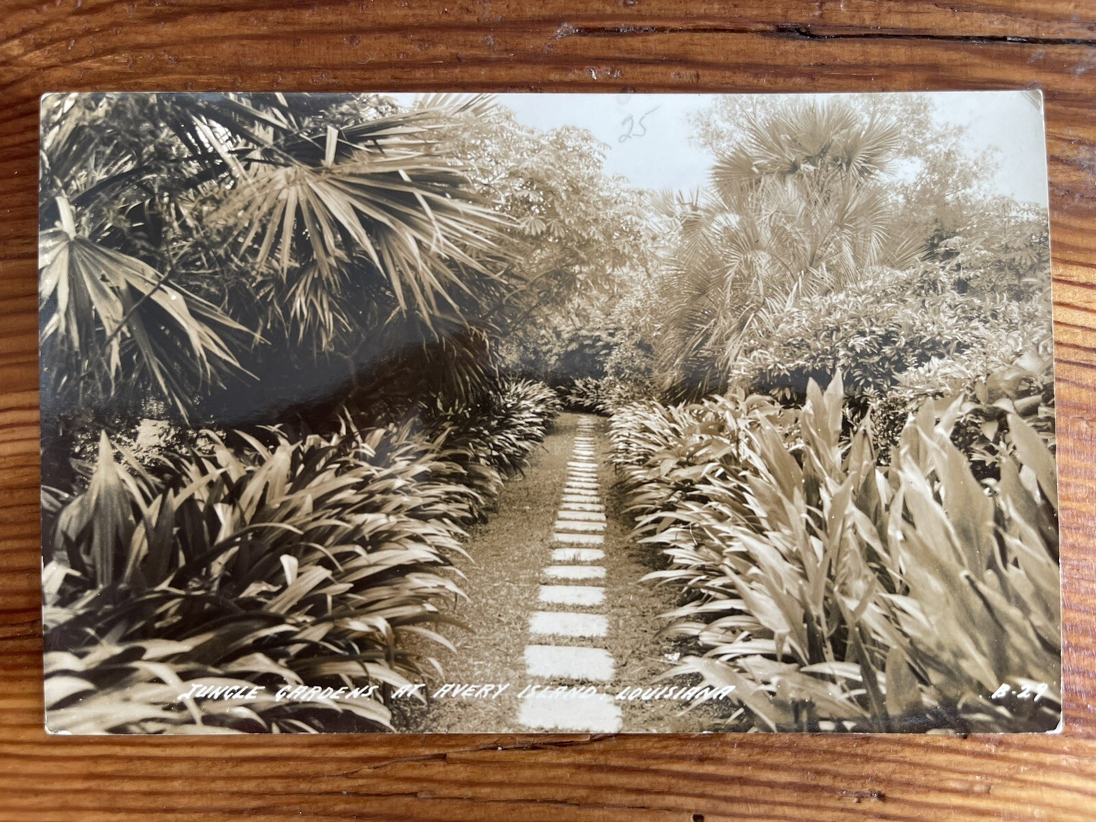 Jungle Gardens, Avery Island, Louisiana – RPPC