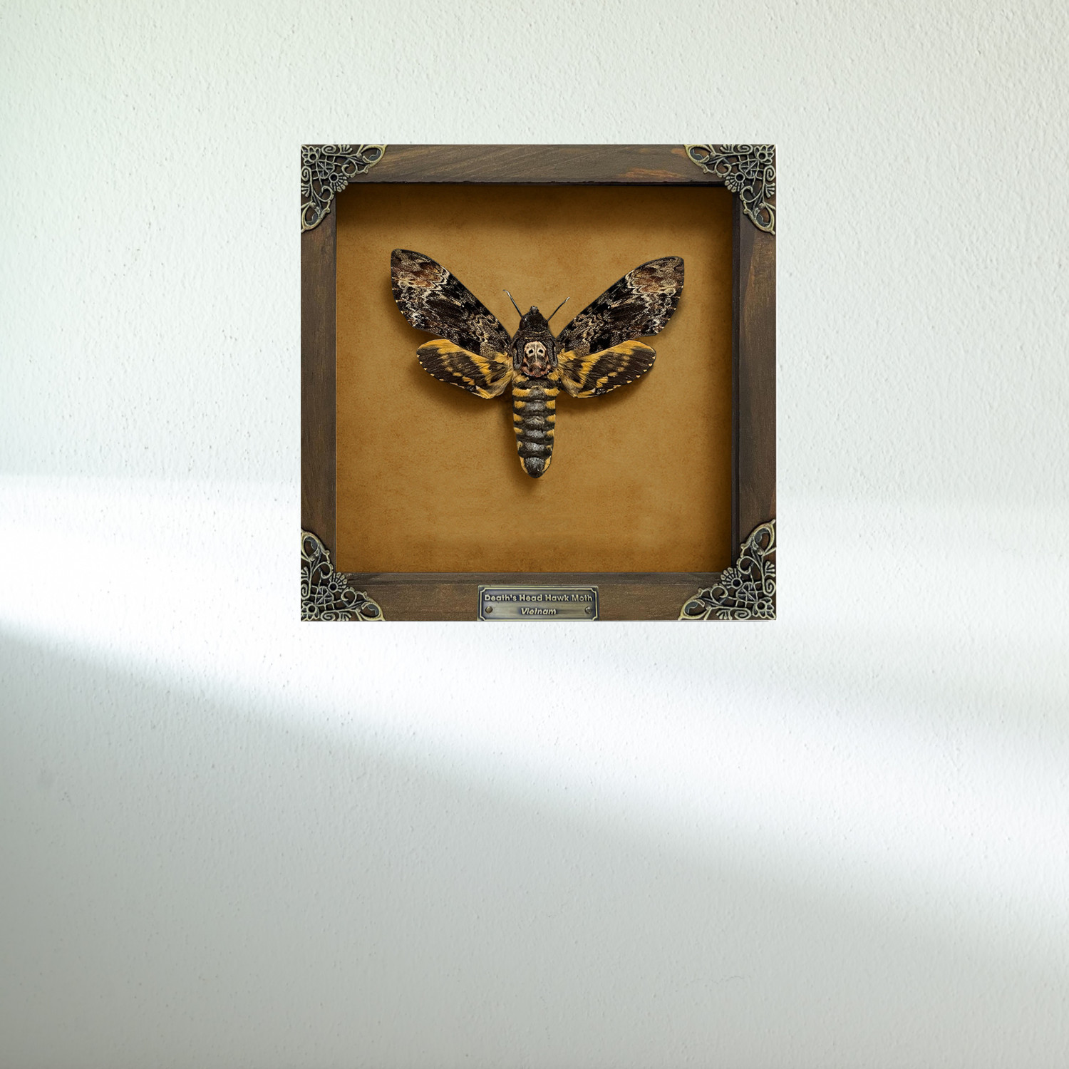 Framed Real Death’s Head Moth – Acherontia Skull Taxidermy Insect Wall Art Decor