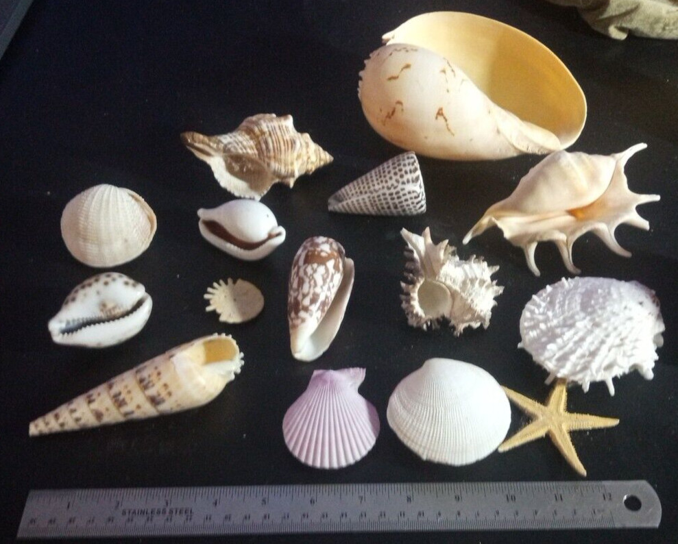 Natural Beach Mixed SeaShells sizes range from approximately 1″ to 7″