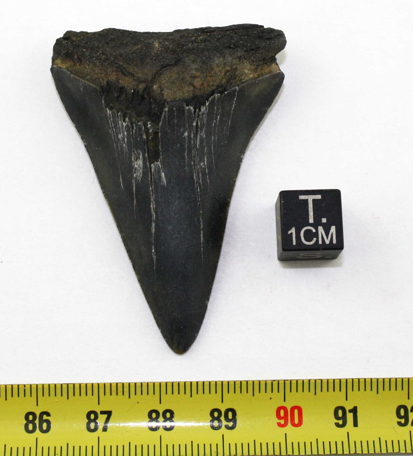 Fossil Shark Tooth Carcharodon Hastalis (Netherlands – 5.8 Centimeters – 104 **)