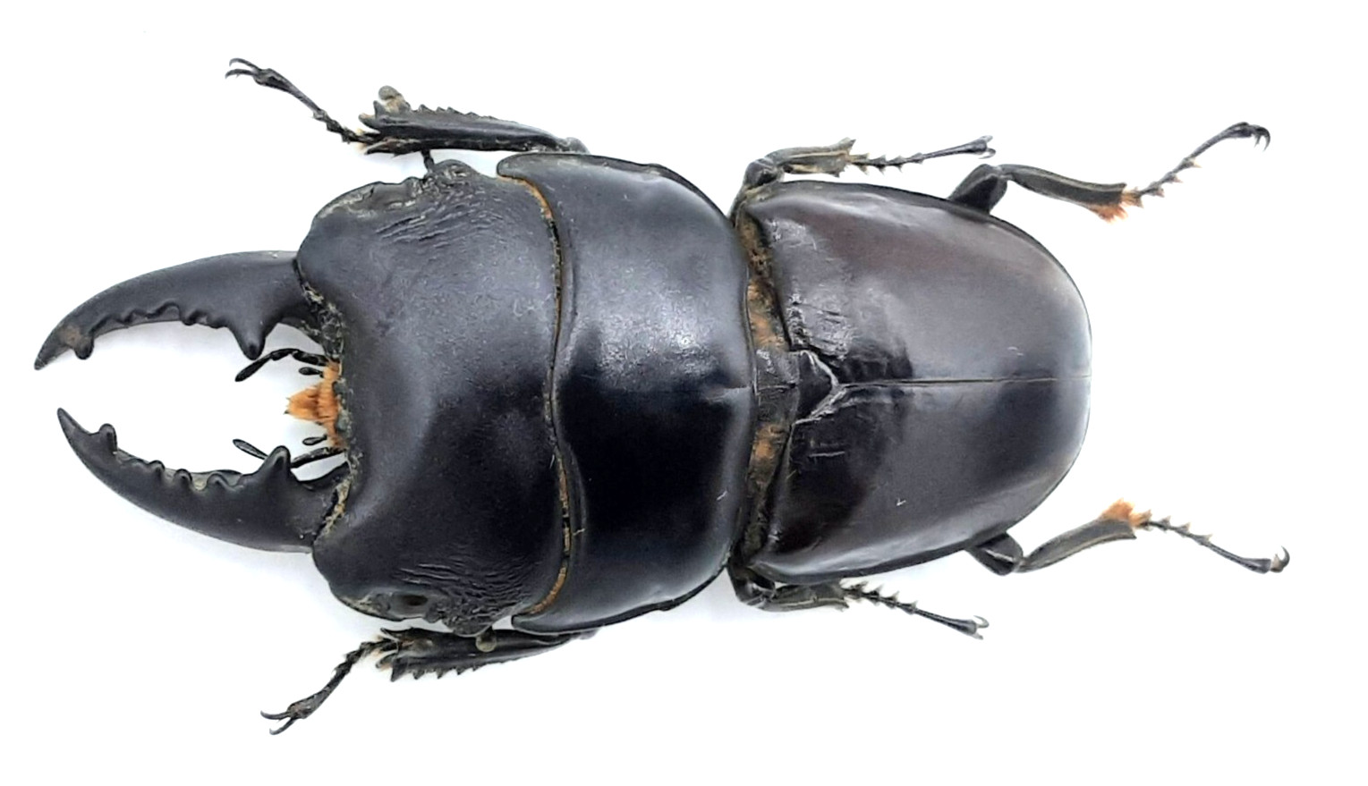 Lucanidae, Serrognathus (Dorcus) arfakianus, A1, 56+ mm, XL, Arfak, #LD162