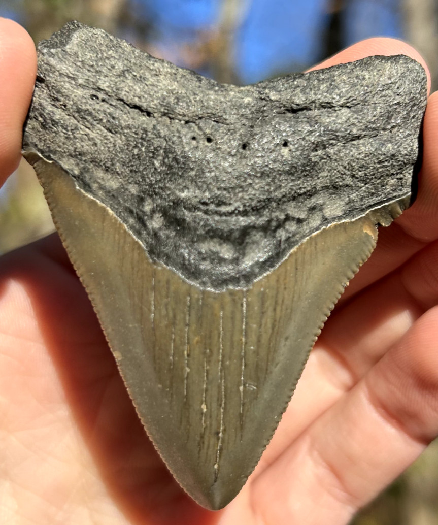 Megalodon Shark Tooth 2.72″ Extinct Fossil Authentic NOT RESTORED (BVIK-88)