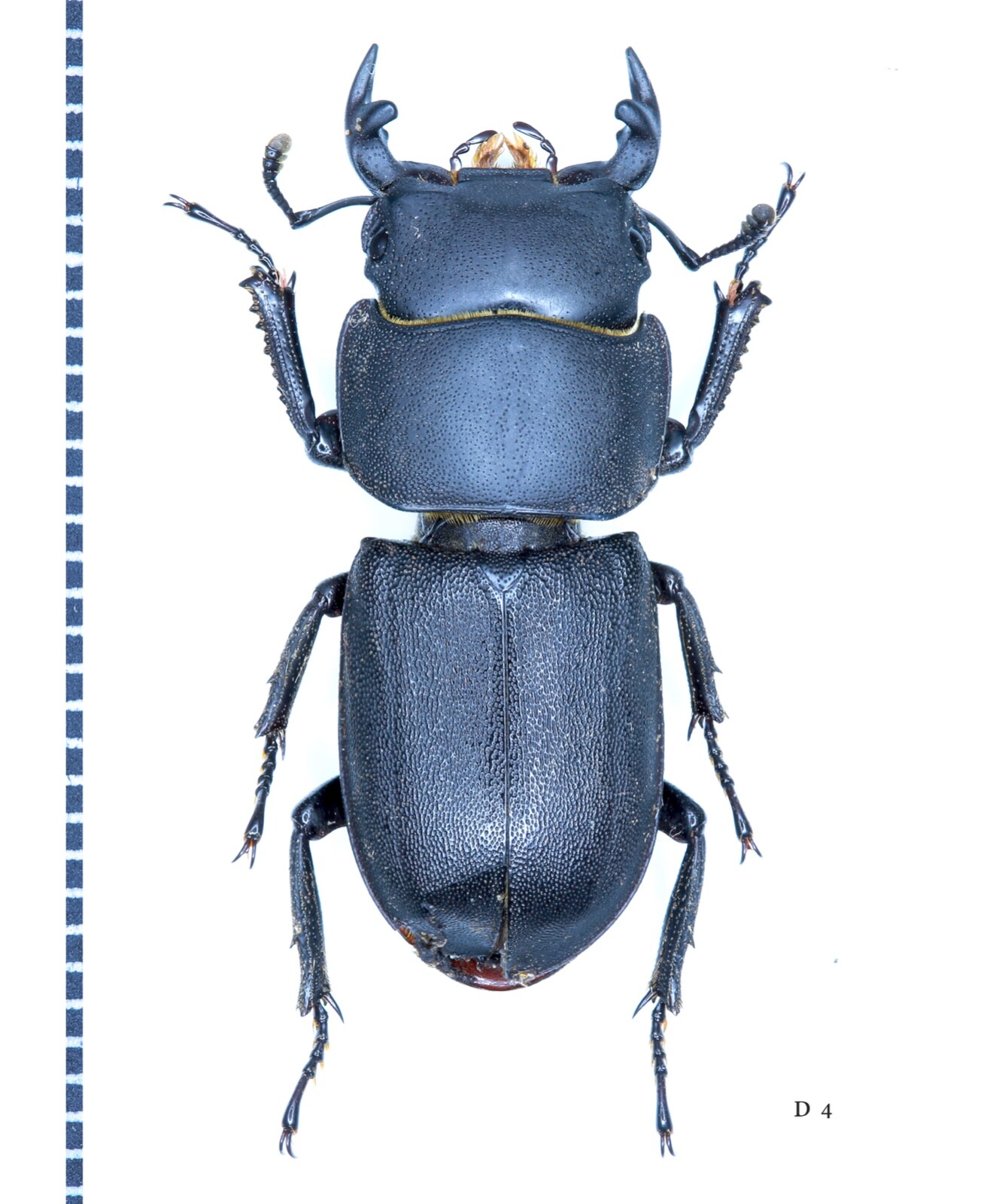 Lucanidae, Dorcus parallelipipedus, UKRAINE, 25.0 mm, A-, male