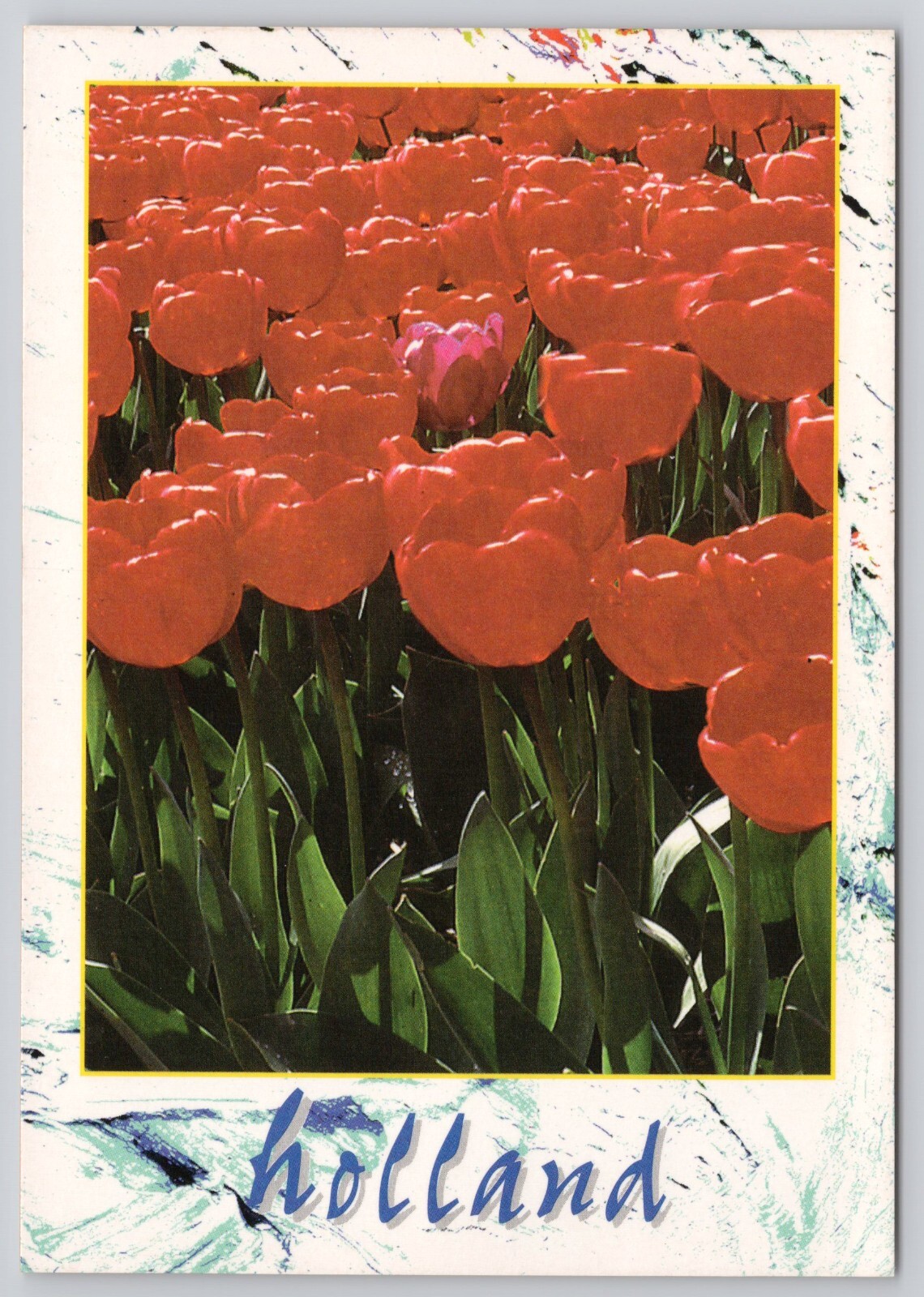 Red Tulip Flowers Holland Millennium Collection Postcard