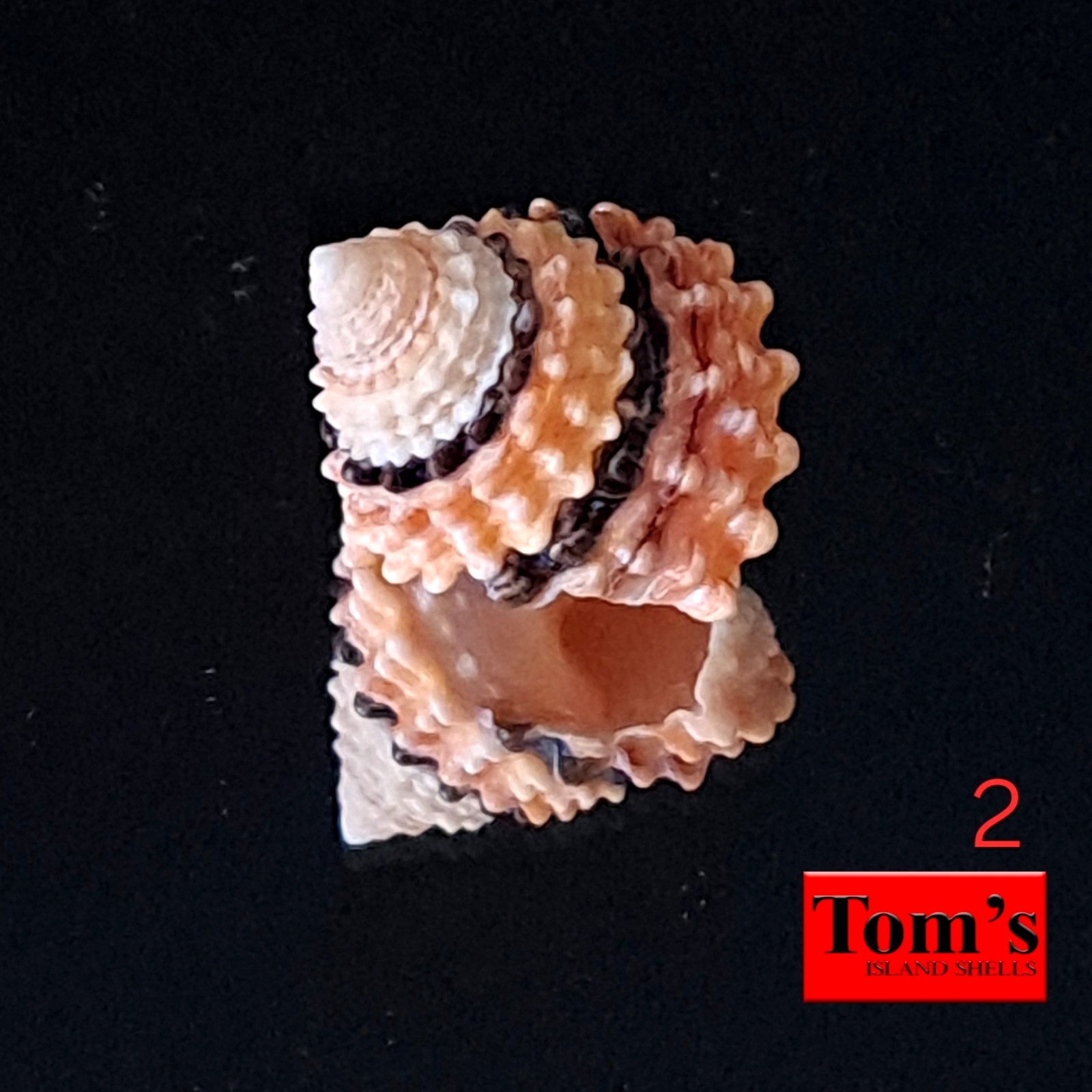 Tectarius coronatus #2 18.2mm ELEGANT GEM BEAUTY from the Philippines