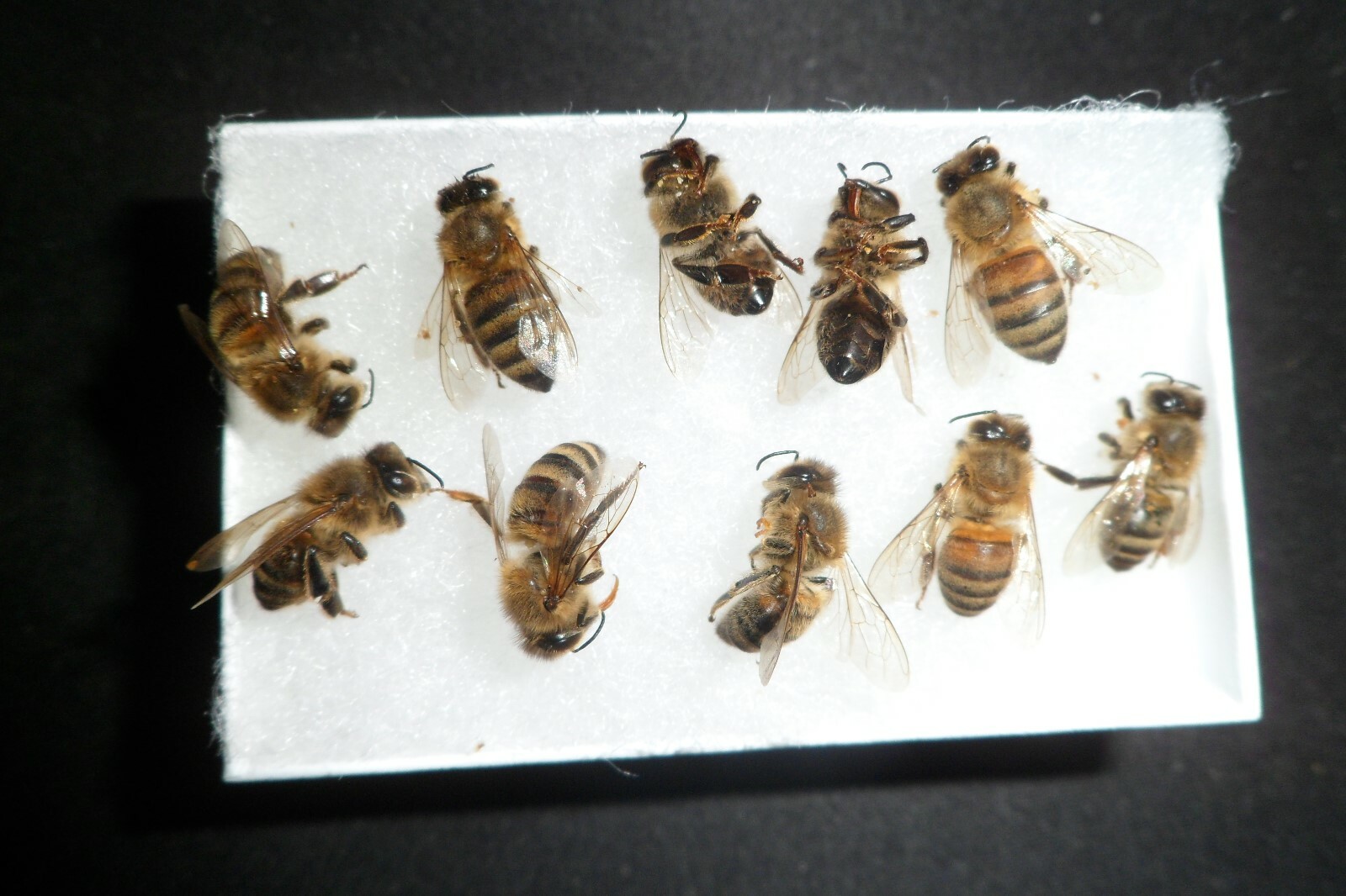 USA Bees FRESH 14 REAL Honeybee’s DRYED SPECIMEN INSECT TAXIDERMY *