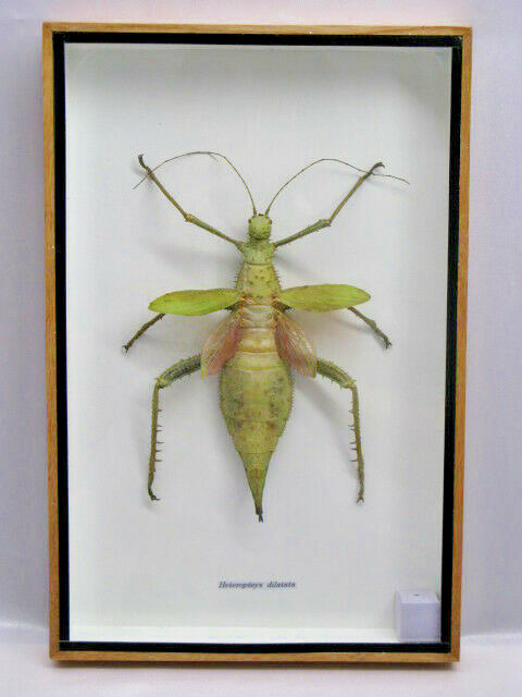 Heteropteyx Dilatata – Real Exotic Insect – 20x30cm – Wooden Display Case