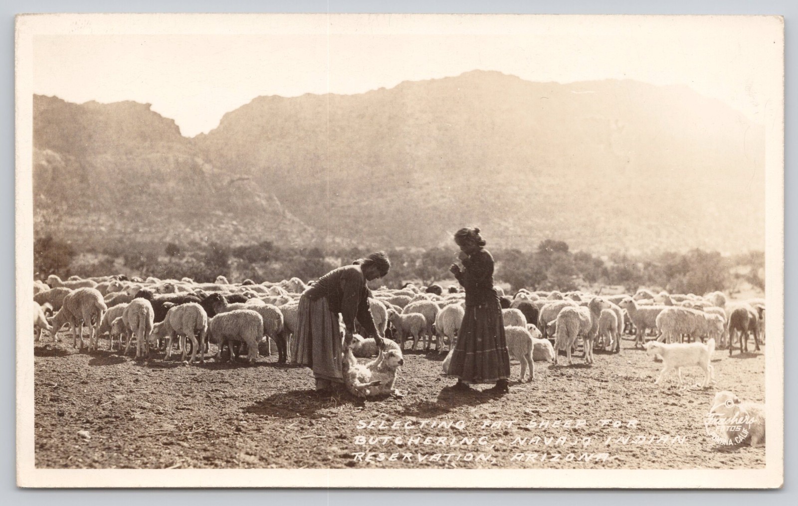 RPPC Selecting Sheep for Butchering Navajo Indian Reservation Arizona Postcard