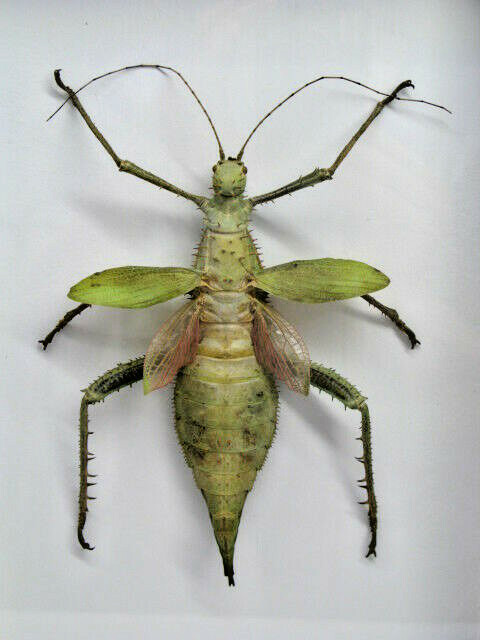 Heteropteyx Dilatata – Real Exotic Insect – 20x30cm – Wooden Display Case