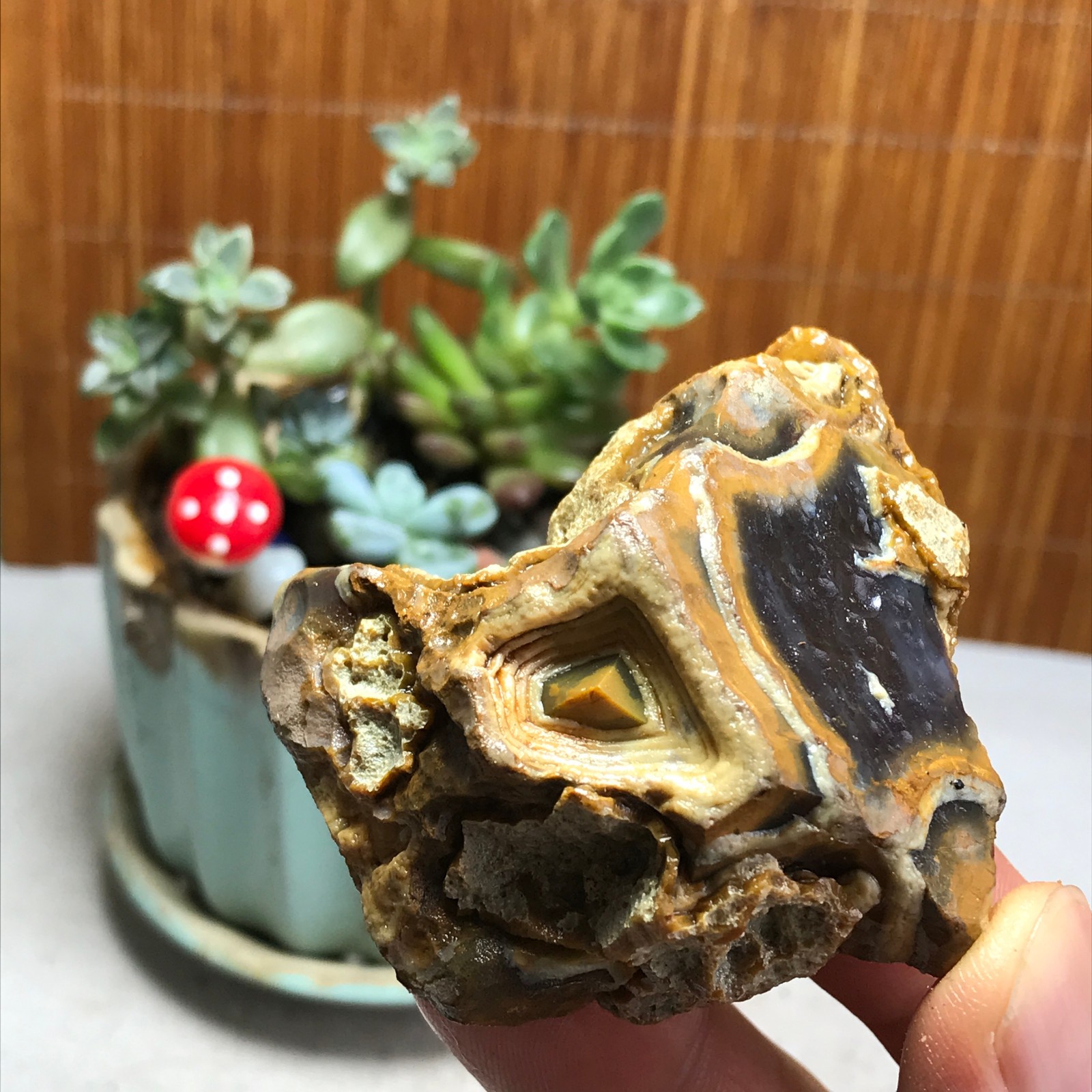 Natural Bonsai Suiseki Gobi Agate Eyes Stone-Stunning original View 92g A5904