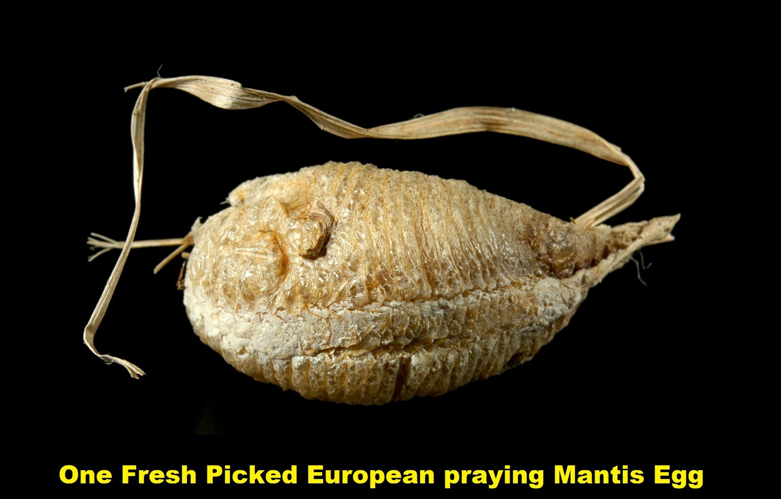 5 European Praying Mantis Egg Case Fresh Picked 2026 Free Hatching Bag