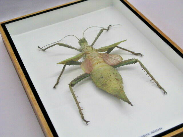 Heteropteyx Dilatata – Real Exotic Insect – 20x30cm – Wooden Display Case