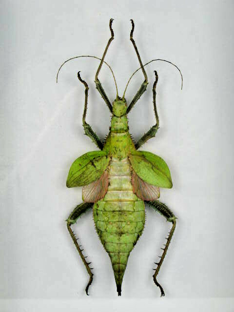 Heteropteyx Dilatata – Real Exotic Insect – 20x30cm – Wooden Display Case
