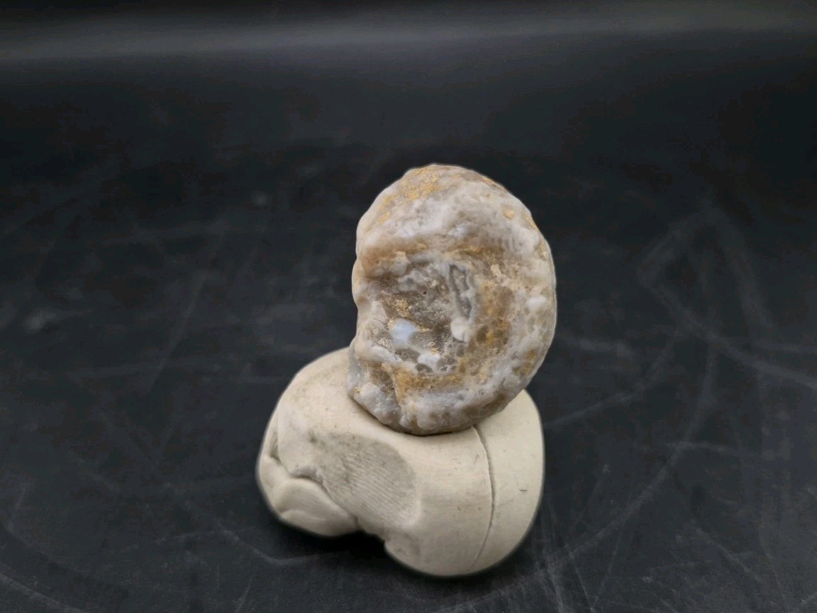 Fossilized Grub Insect 🐝