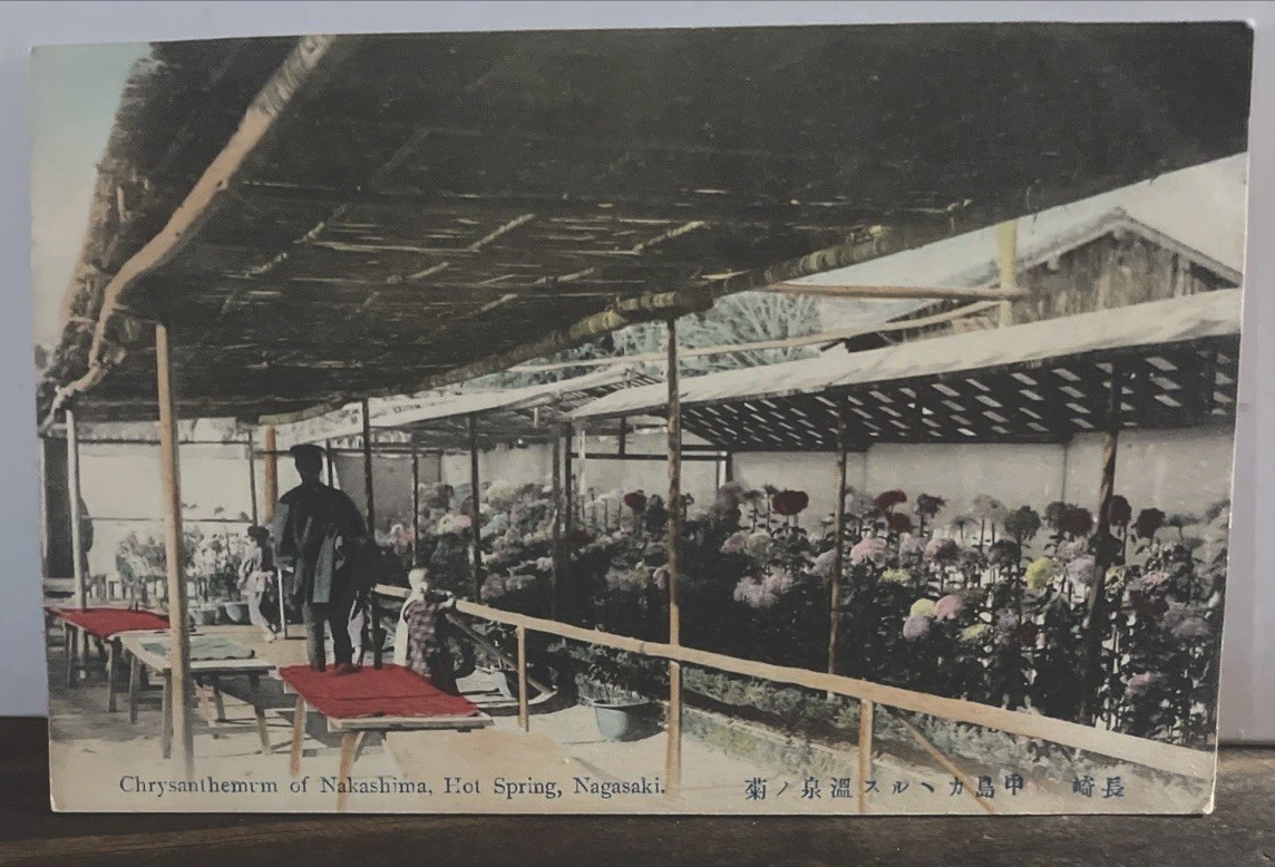 1909c Nagasaki, Japan Chrysanthemum Hot Spring Vintage Postcard
